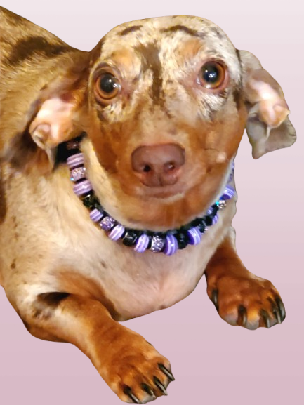 Dog Collar Jewelry